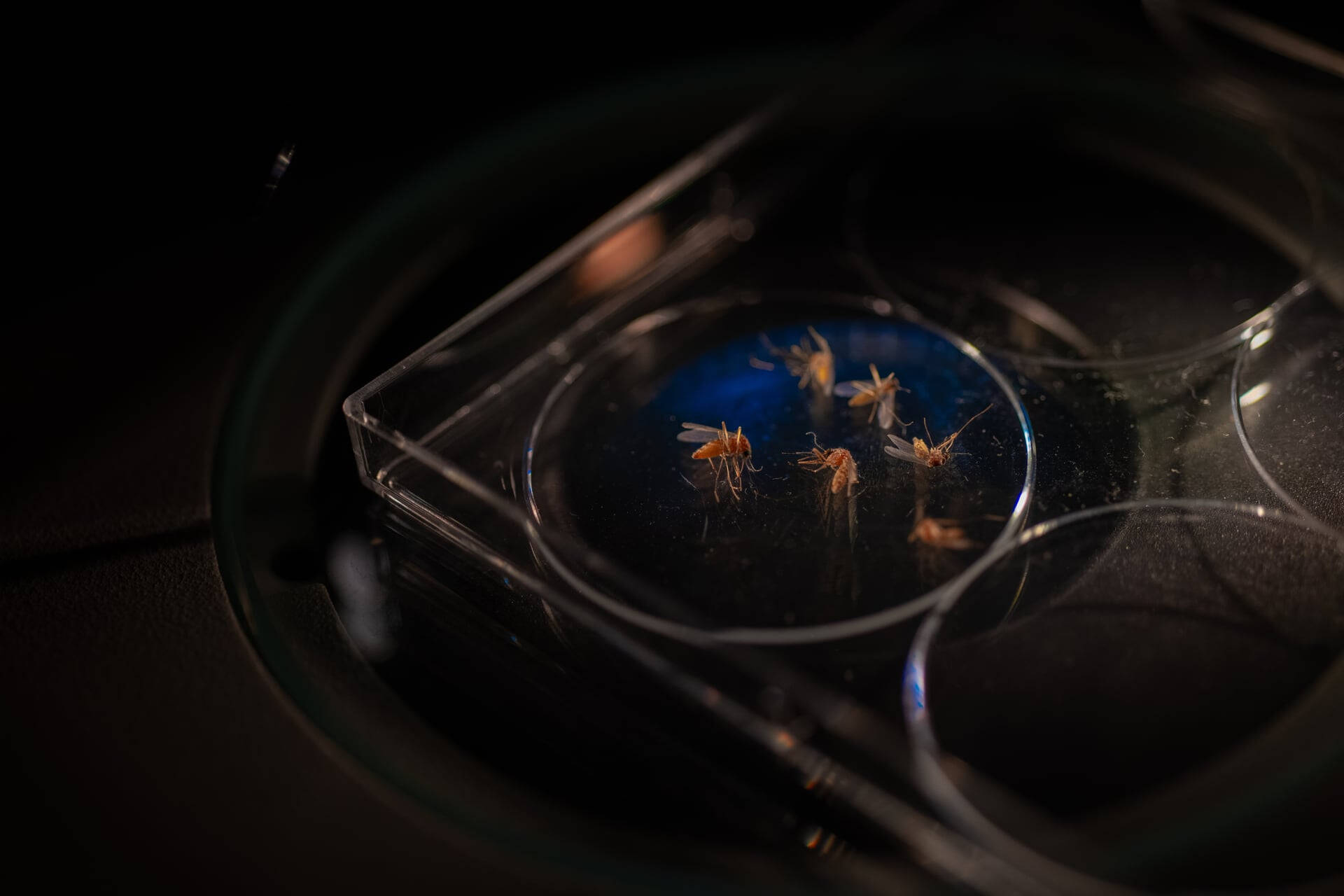 Images of mosquitos on microscope.